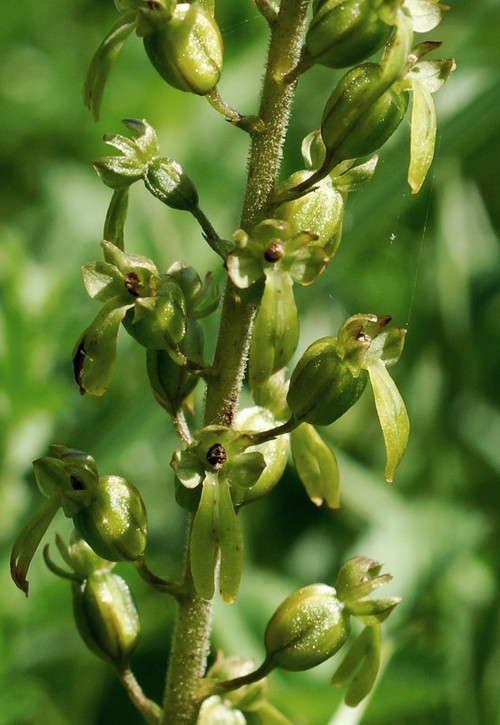détail fleur