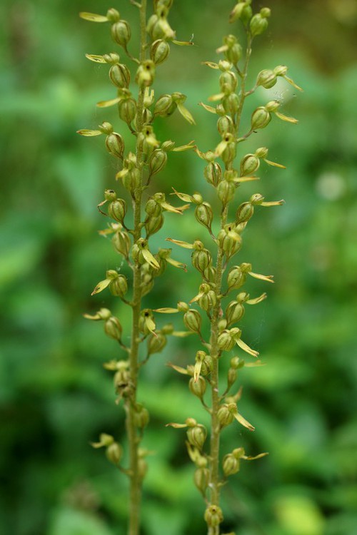 inflorescence