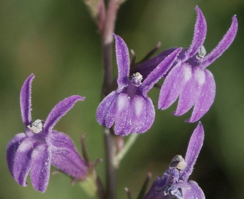 détail fleur