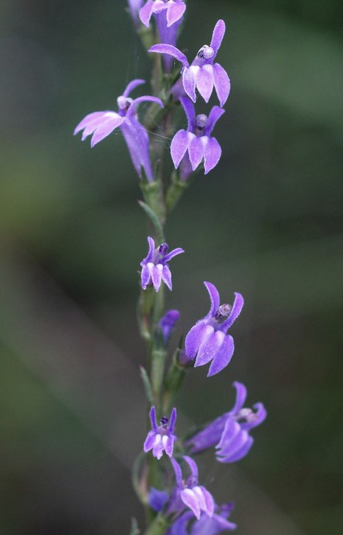 inflorescence