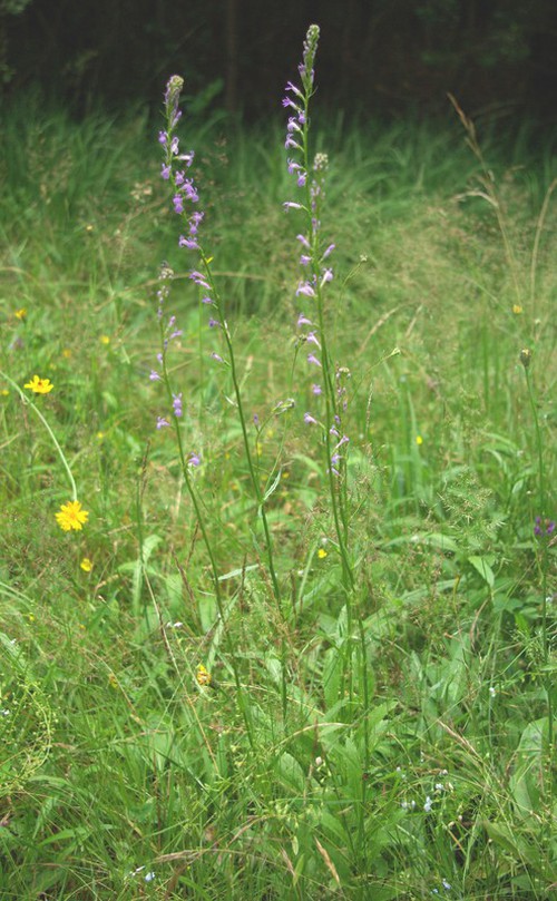 Plante entière