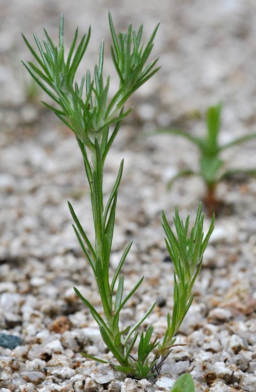 Plante entière