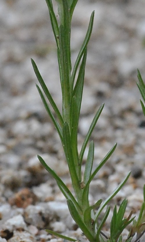 feuille