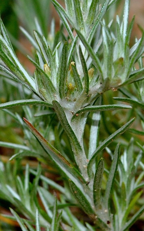 inflorescence