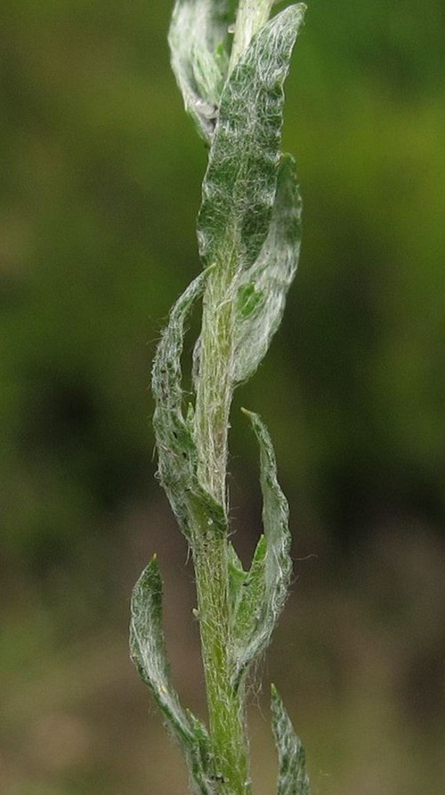 feuille