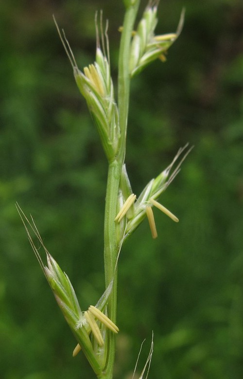 détail fleur