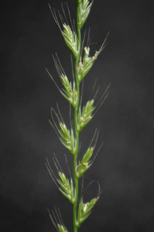 inflorescence