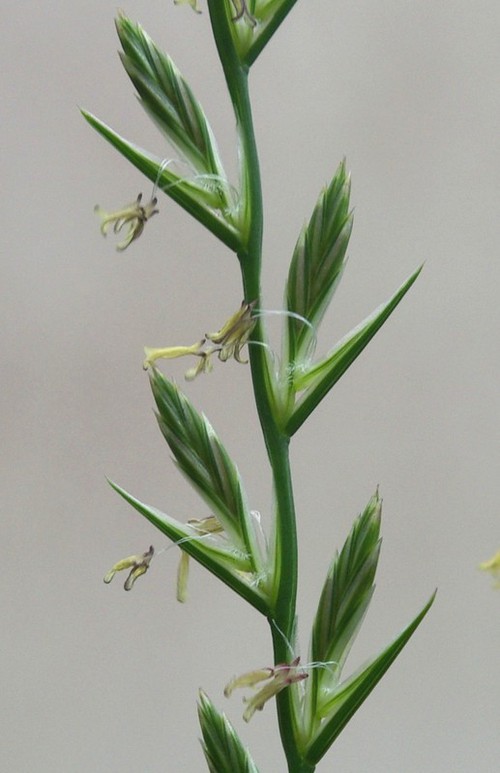 détail fleur