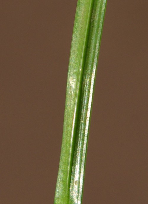 feuille