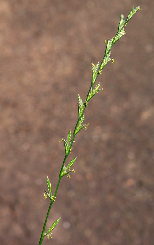 inflorescence
