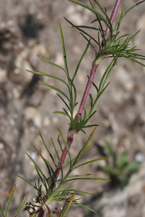 feuille