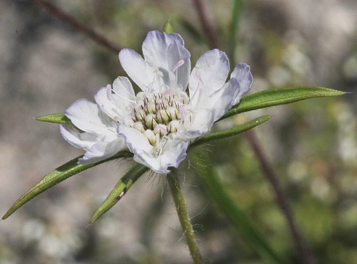 inflorescence