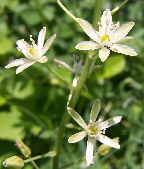 détail fleur