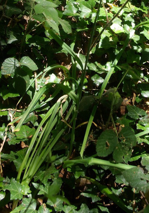 feuille