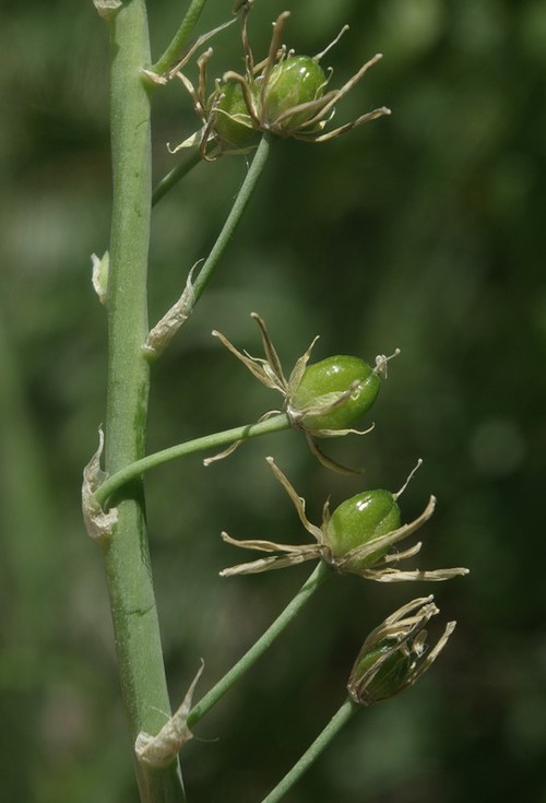 fruit