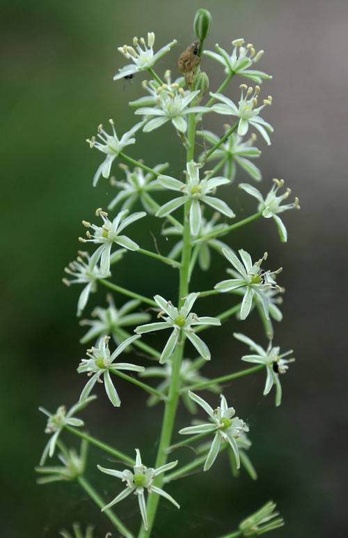 inflorescence