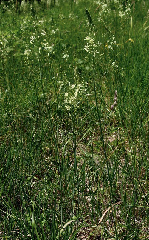 Plante entière