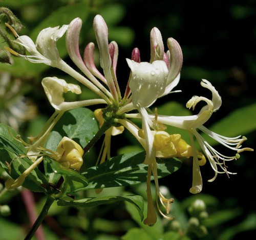 détail fleur