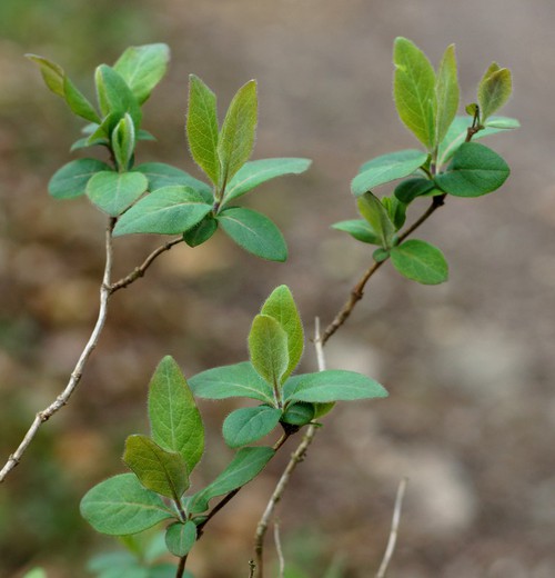 feuille