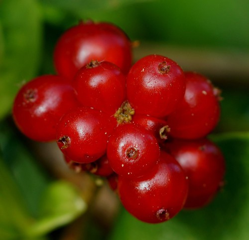 fruit