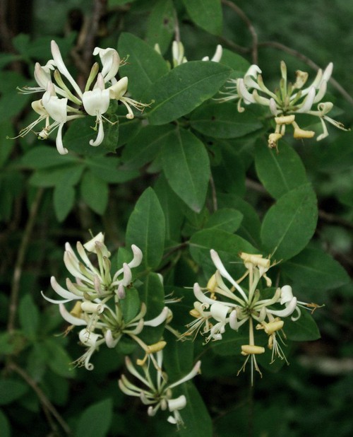 inflorescence