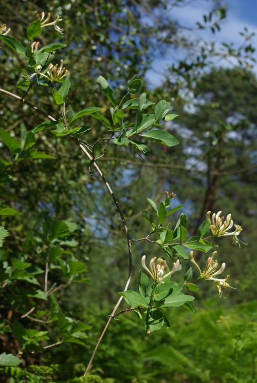 Plante entière