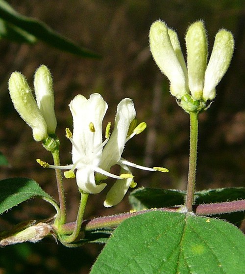 détail fleur