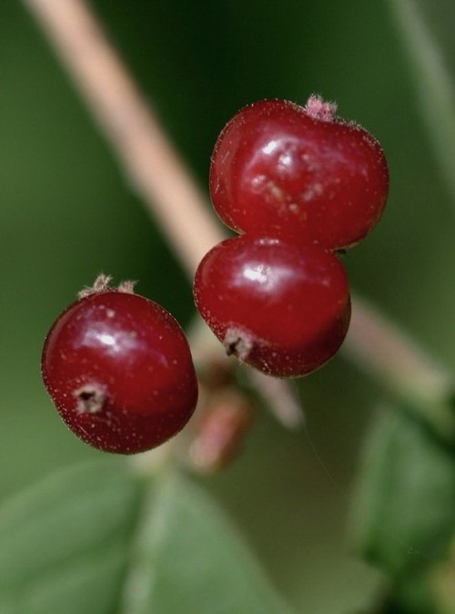détail fruit