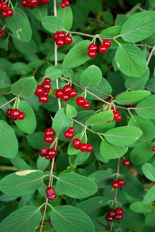 fruit