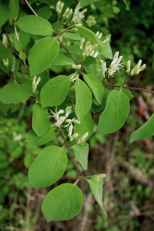 inflorescence
