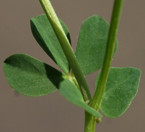 feuille