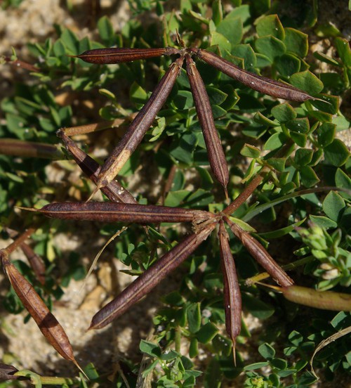 fruit