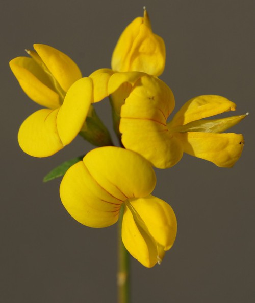 inflorescence