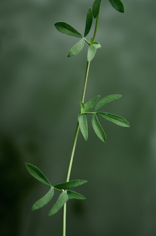 feuille
