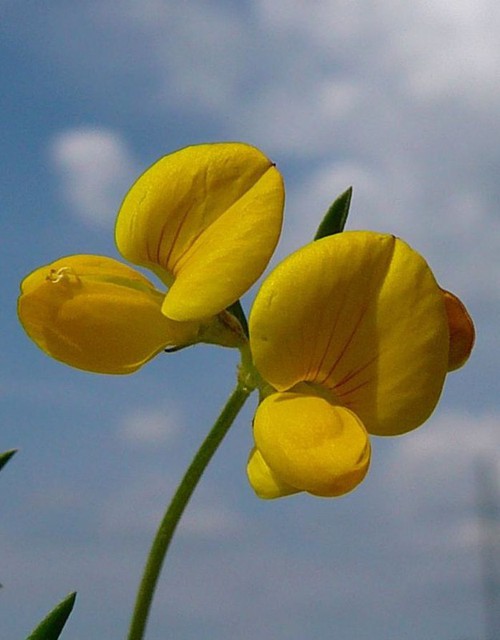 fleur