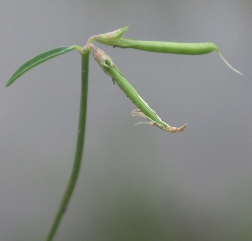 fruit