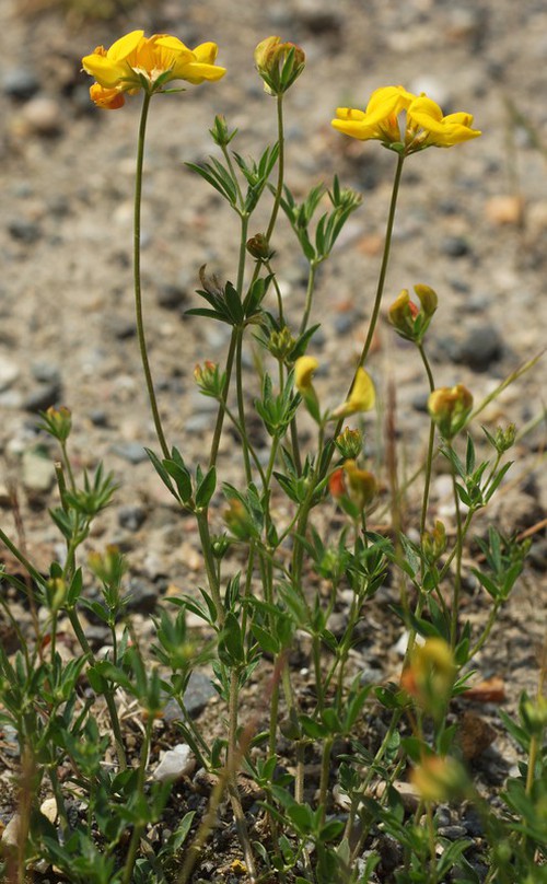 Plante entière