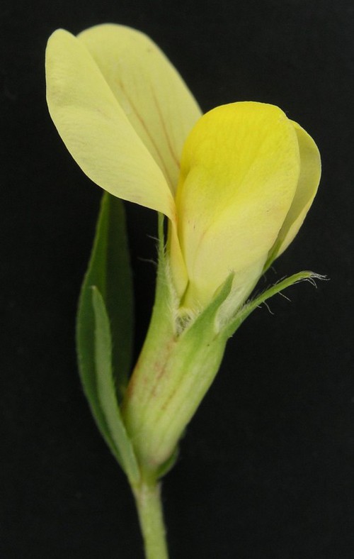 détail fleur - côté