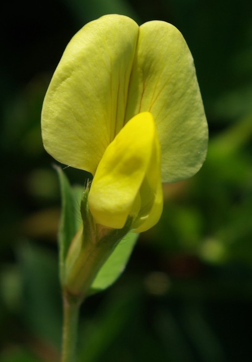 détail fleur