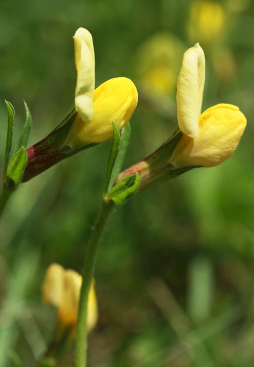 fleur