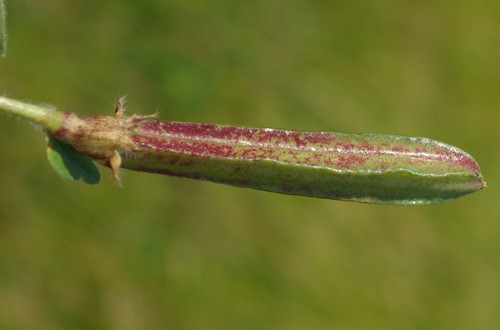 fruit