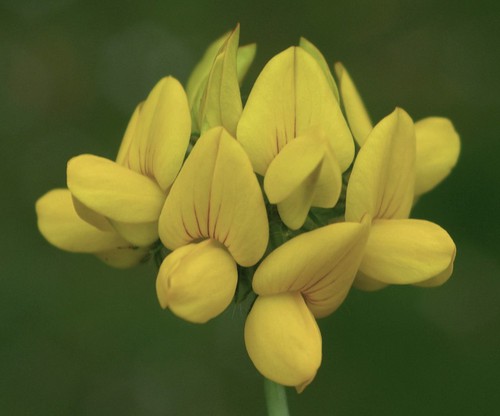 détail fleur