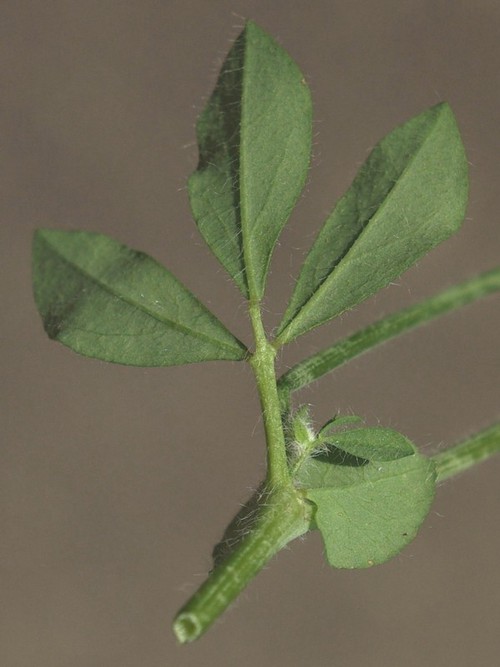 feuille et coupe tige