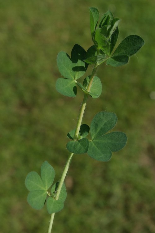feuille