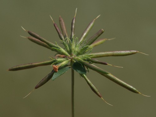 fruit