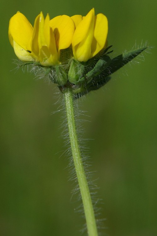 inflorescence