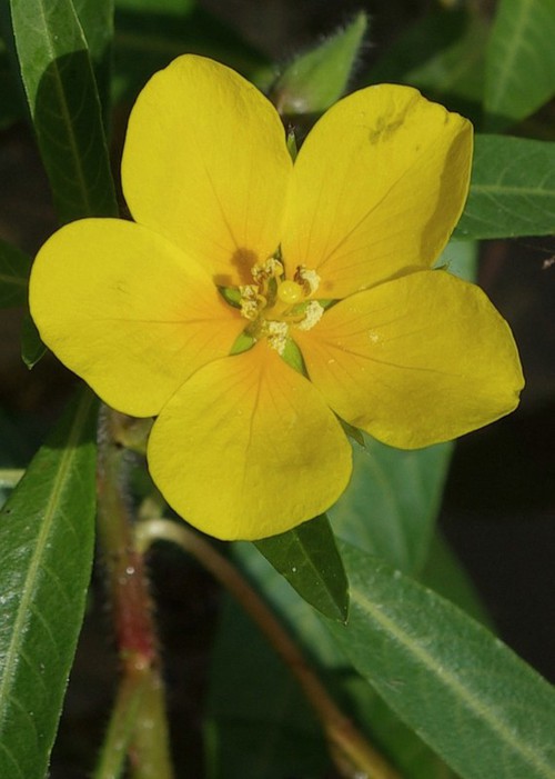 fleur
