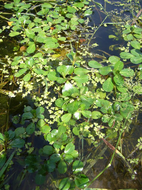 feuille