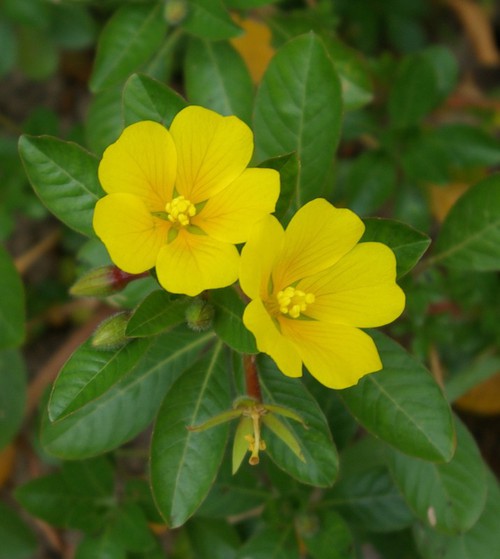 fleur