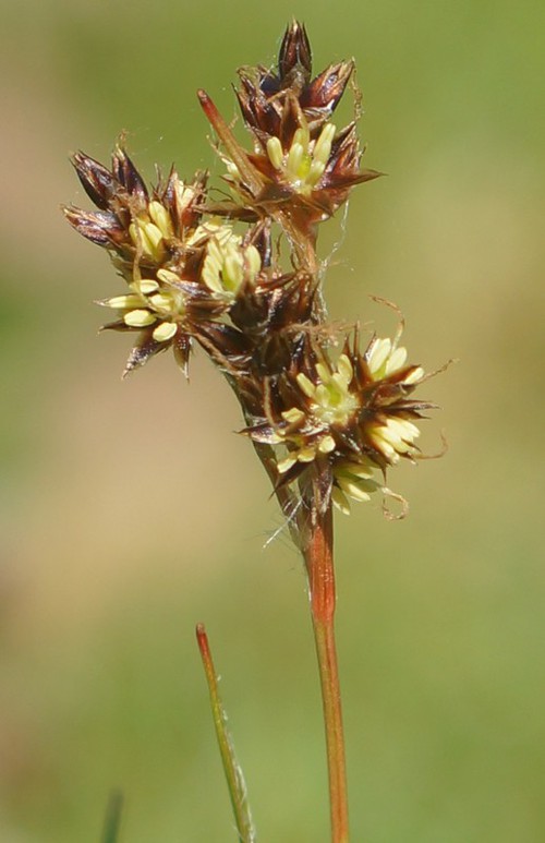 inflorescence